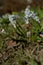 Small, spring flowers,. Close-up  . Nature North Scandinavia Concept Spring Background April March Place Text