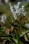 Small, spring flowers,. Close-up  . Nature North Scandinavia Concept Spring Background April March Place Text