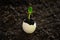 A small sprout in the eggshell against the background of the soil. the beginning of the spring gardening season