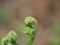 A small sprout of a fern. Young plant.
