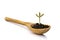 A small sprout of a tree or plant grows in the ground in a wooden spoon on a white background, close-up, isolate.