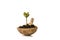 A small sprout of a tree or plant grows in the ground in a wooden spoon on a white background, close-up, isolate.