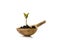 A small sprout of a tree or plant grows in the ground in a wooden spoon on a white background, close-up, isolate.
