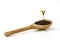 A small sprout of a tree or plant grows in the ground in a wooden spoon on a white background, close-up, isolate.