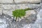 Small sprout tree on rough stones. life force.