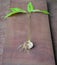 Small sprouting plant, sprouting rambutan seed close up photo