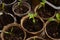 Small sprouts of Bulgarian pepper in round peat pots