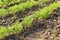 small sprouts fresh young dill in the field.