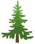 Small Spruce, coniferous evergreen tree - vector full color picture. Christmas tree