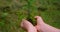 Small spruce in human hands with coniferous green forest background. Pine seedling, planting young tree concept. Save