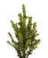Small spruce isolated