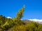 Small spruce sapling branch - snowy mountain tops in the background