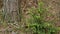 Small Spruce Tree with Young Needles in the Spring Forest