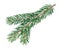 Small spruce twig isolated illustration