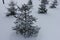 Small spruces covered with snow