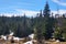 Small spruces with snow on the ground on a sunny autumn day