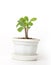 Small spurge in a pot, isolated