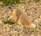 Small squacco heron Ardeola ralloides on the ground with twig in the beak