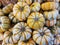 The small squash tiger pumpkins for Halloween and Fall decoration