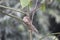 Small Squirrel or Chipmunk close up with nature in the background.