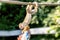 A small Squirrel monkey sits on a rope and reaches for a paper bag