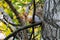 A small squirrel sitting on a branch in an autumn park. Funny little squirrel looks while sitting on a tree in leaf fall