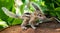Small Squirrels lost in the wild, cute and adorable newborn orphan squirrel babies barely can walk and climb, three striped palm