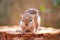 Small Squirrels lost in the wild, cute and adorable orphan squirrel babies are confused and looking at camera, three striped palm