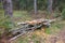 Small stack of firewood in forest