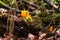 Small stagshorn fungus, Calocera cornea