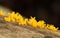 Small Stagshorn Mushrooms, Calocera cornea, growing from a dead tree in a forest in the UK.