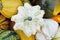Small star shaped warted ornamental gourd with white skin