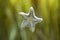 Small starfish laying on glass, aquarium