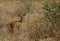 The small Steenbok in the African bush