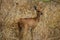 The small Steenbok in the African bush