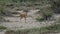 Small steenbok antelope