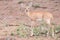 Small Steenbok female walking carefully over open dry ground