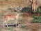 Small Steenbok standing on bushveld in Etosha National Park