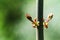 Small stems of a young tree