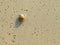 Small Step - A Tiny Crustacean with Seashell Walking across Sandy Beach