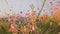 Small steppe wildflowers closeup and sea on background