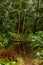 Small still pond in a green forest