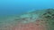 Small stingray hiding in the sand