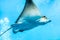 Small Stingray swims in blue water