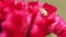 Small stinking martin insect in red velvet flower, close up shot. Celosia argentea, commonly known as the plumed cockscomb or silv