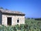 Small stone farm building stands amongst flourishing vines