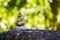 Small stones arranged higher has a bokeh in the background.