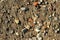 Small stones and sand. The natural texture of the soil. Shore of a reservoir with a beach and pebbles