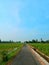 A small straight road in the middle of rice fields in Indonesia.