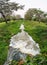 Small straight waterway pass through botanical garden in tropical area